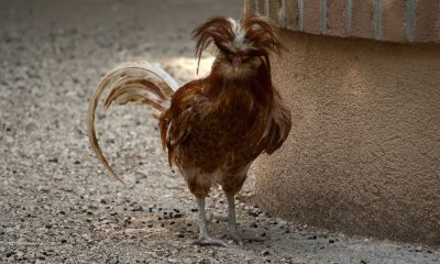 The Fascinating World of Padovana Chicken