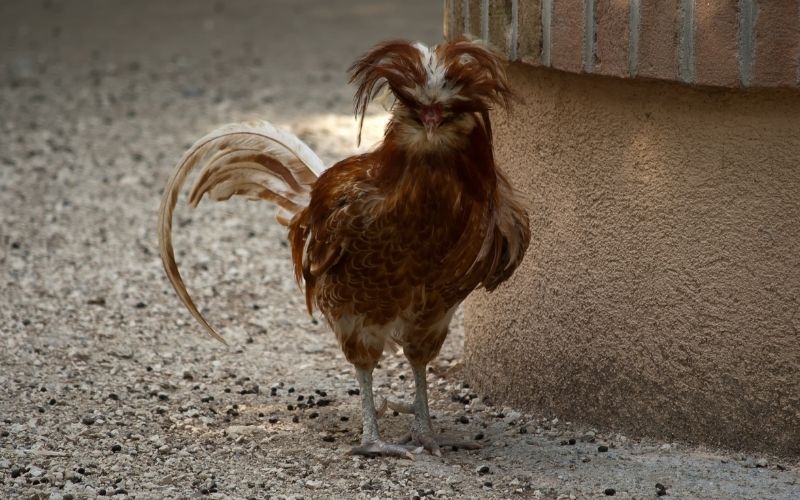 The Fascinating World of Padovana Chicken